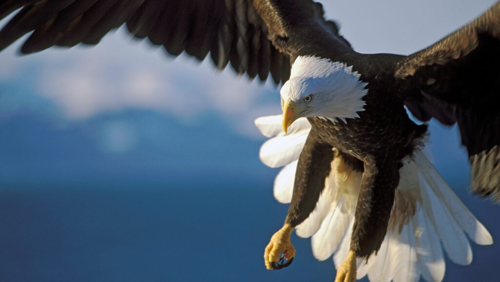 Man sieht in Nahaufnahme einen Weißkopf-Seeadler im Flug.